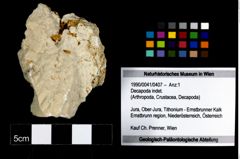 Foto (Objekt + Etikett) von Decapoda indet.  (NHMW-GEO-1990-0041-0407)